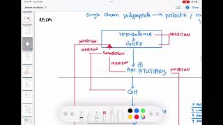 Growth Hormone physiology part 1 endocrinology 5  First Aid USMLE Step 1 in UrduHindi [upl. by Moss]