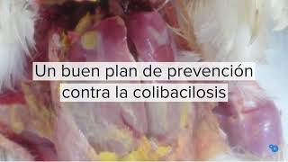 En un minuto Prevención de la colibacilosis establecimiento de una flora intestinal saludable [upl. by Nira]