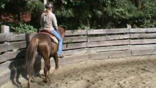 Naturally gaited Heritage Tennessee Walking Horse [upl. by Nileak]