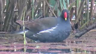 バン26多摩川Common Moorhen 4K [upl. by Normy]