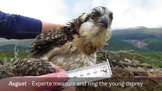 Loch Arkaig osprey camera summer 2017 – Lachlan’s story [upl. by Si158]