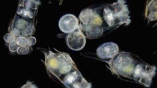 How to Culture Rotifers [upl. by Doria]