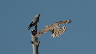 Pallid Merlins in Kazakhstan [upl. by Malo767]