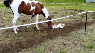 Destiny the horse and Nugget the English Bulldog [upl. by Kartis147]