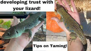 Tips on Taming your Lizard and Building Trust  featuring the Jeweled Lacertas [upl. by Saffren]