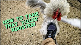 How to tame an aggressive rooster Quick Tip Tuesday [upl. by Bibbye743]