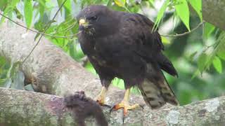 gaviãodecaudacurta  Buteo brachyurus [upl. by Jackqueline]