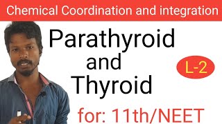 Thyroid and Parathyroid Gland I NEET BIOLOGY I Chemical Coordination and integration I class 11th [upl. by Odnumyer541]