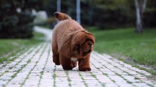 100 Chinese Tibetan Mastiff Kennel  Puppies for sale [upl. by Marlette]