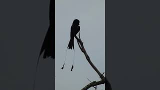 Greater RacketTailed Drongo preening [upl. by Marr]