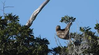 Brownthroated threetoed sloth Bradypus variegatus Preguiçacomum [upl. by Ynohtnanhoj792]