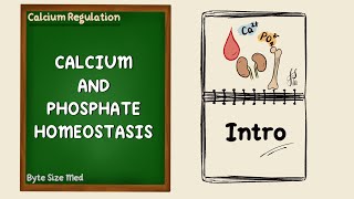 Calcium and Phosphate Homeostasis  Intro to Calcium Regulation  Endocrine Physiology [upl. by Novyert]