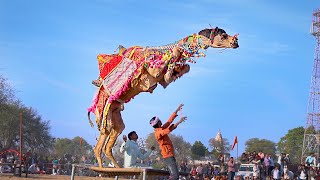 Mitthi Mitthi Smile  New Rajasthani Song 2024  New Camel Dance rajasthanidance priyanshu [upl. by Ysdnil]