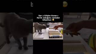 Kurana basmayan Mübarek Kedikedi shortsvideo [upl. by Annais]