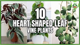 Top 10 Heart Shaped Leaf Vine Plants  Vine Plants with Heart Shape Leaves  Plant and Planting [upl. by Aik947]