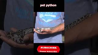 Pet python snake [upl. by Oiligriv]