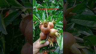 shotsvideo viralvideos Super bhagava Anar Fruit Plants Nursery [upl. by Aya637]