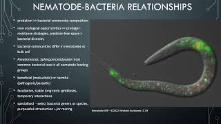 Lesson 74  Nematodebacteria interactions [upl. by Annoval535]