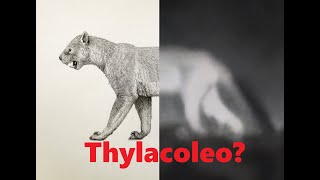 Thermal image of Thylacoleo extinctionisforever  marsupials lion [upl. by Guerra]