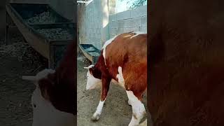 Cows how to start work soon​ 99 [upl. by Marci]