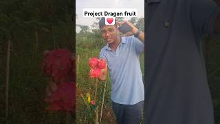 Project dragon fruit ♥️ farming project ideas viralvideo shorts inovation fruit knowledge [upl. by Alaham]