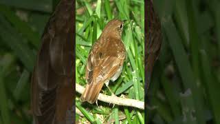 Veery Song Video Bird Songs Eastern North AmericaNature Sounds for Relaxation [upl. by Riamo763]