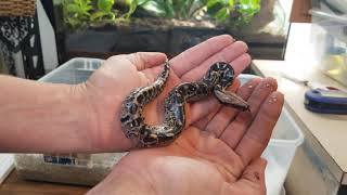 Second Generation Short Tail Python clutch hatching and pulling babies [upl. by Atteuqahs]