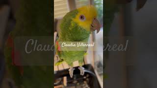 Cotorrito loko parrot loro loros birds loroco comopezenelhabla viralvideo parati [upl. by Brandy]