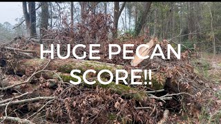 Bucking Pecan and Water Oak logs with Stihl 362C  Huge Pecan Score [upl. by Dominick]