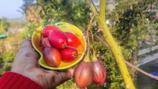 🌴TreeTomatoPlantRukh TamaterTamarillo Organic Sweet😋TangyNutritiuos👌fast growingtree🌴shrub😋yummy [upl. by Colb]