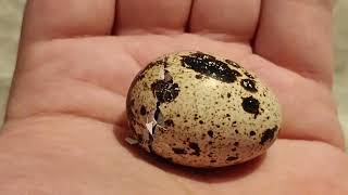 2  Hatching Quail Eggs [upl. by Anelys]