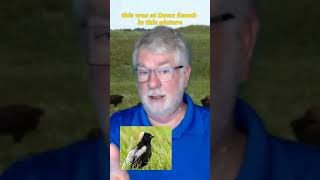 Bobolink and why is it called a Skunk Bird shorts [upl. by Itch]