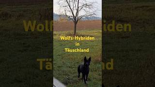 Wolf  Hybriden in Deutschland [upl. by Maure143]