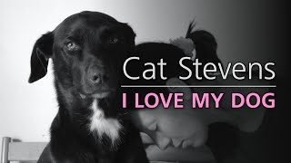 I Love My Dog  Cat Stevens  acoustic cover [upl. by Trah568]