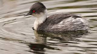 Zambullidor Plateado Podiceps occipitalis Silvery Grebe [upl. by Keare]