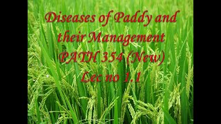 Diseases of Paddy Rice and their Management PATH 354 New Lec no 11 [upl. by Amice]