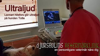 Ultraljudsvlogg 1  hunden Totte ultraljudar hjärtat  Djursholms Veterinärklinik [upl. by Greg]