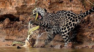 JAGUAR vs ANACONDA  ¿Quién Ganaría  EPIC VERSUS 🐆🆚️🐍 [upl. by Eirellav]