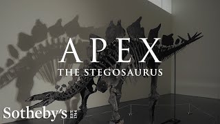 Discovering and Unearthing a 150 Million Year Old Dinosaur Meet Apex the Stegosaurus  Sothebys [upl. by Niarbo]