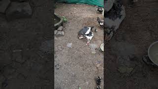 Muscovy Duck Funny Movement [upl. by Uzzia]