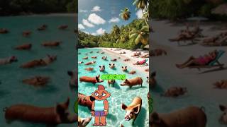 🏝️Pig Beach ¡La Isla de los Cerdos🐷Nadadores en Bahamas🌊datoscuriosos [upl. by Riggins]