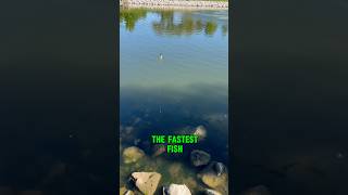 Caught A Fish INSTANTLY 0002 Seconds 🤯 shorts fishing [upl. by Mintz345]