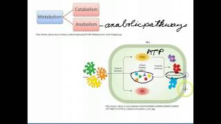 Catabolic and Anabolic Pathways [upl. by Bennink563]