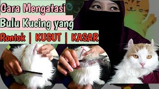 Cara Mengatasi Bulu Kucing Persia Yang Rontok  KUSUT  KASAR  Gimbal [upl. by Celin]