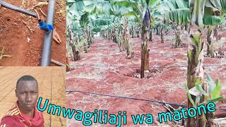 Umwagiliaji kwa njia ya matonedrip irrigation kilimo cha umwagiliajiKilimo cha migomba ndizi [upl. by Cadmann173]