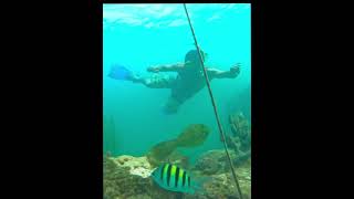 Diving underwater to a scrawled filefish filefish scrawledfilefish underwater coralreef [upl. by Maxi]