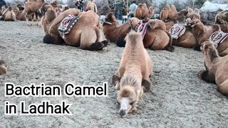 Bactrian Camel in Ladhak [upl. by Enrobyalc958]