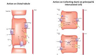 Aldosterone amp Renal tubules Aldosterone Escape phenomenon [upl. by Sukramaj9]