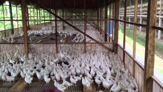 Growing Chickens for Egg Production in the Philippines [upl. by Reina36]