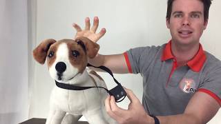 BarkTec  Dog Training Spray Collar  Demonstration [upl. by Maryly]